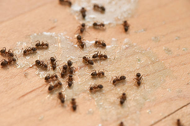 Best Pest Control Near Me  in Milmay, NJ