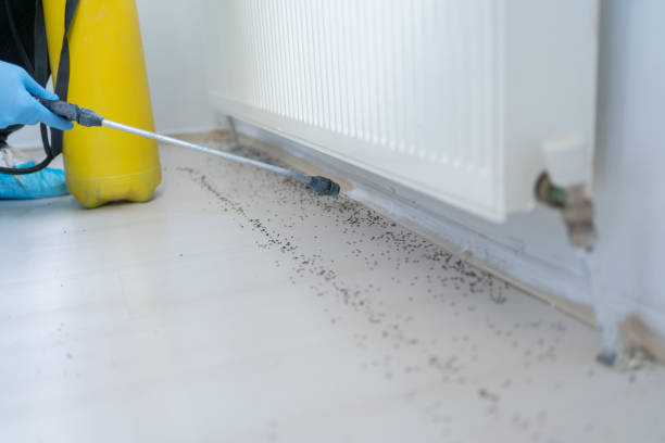 Best Rat Extermination Near Me  in Milmay, NJ